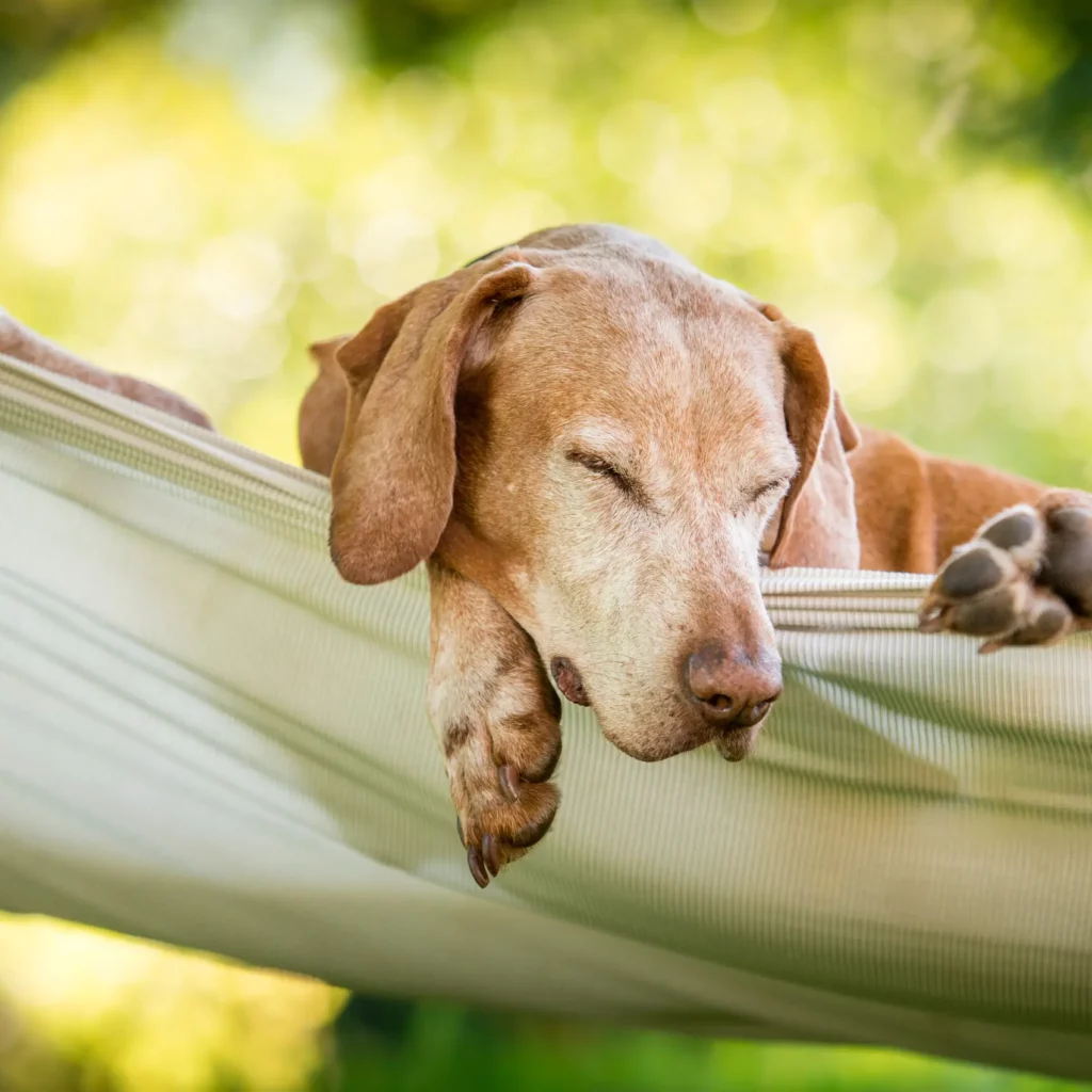 Entspannung fuer Hunde Selbstlernerkurs Onlinekurs